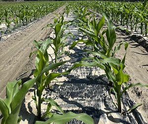 Sirmax Group Enters Agriculture with Biodegradable Mulching Film After Successful Field Trials