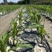 Sirmax Group Enters Agriculture with Biodegradable Mulching Film After Successful Field Trials
