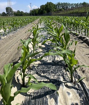 Sirmax Group Enters Agriculture with Biodegradable Mulching Film After Successful Field Trials